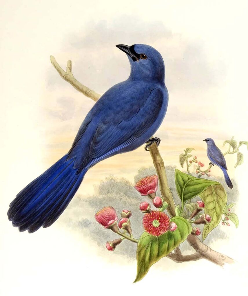 Cerulean Cuckooshrike