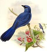 Cerulean Cuckooshrike