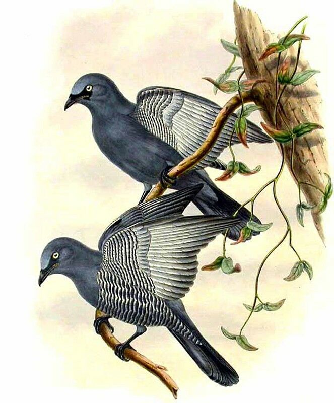 Barred Cuckooshrike