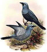 Barred Cuckooshrike