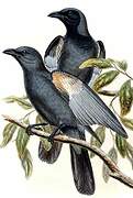 Slaty Cuckooshrike