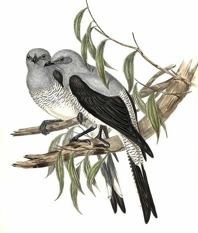 Ground Cuckooshrike