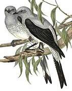 Ground Cuckooshrike