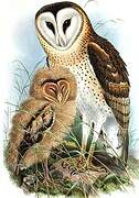 Eastern Grass Owl