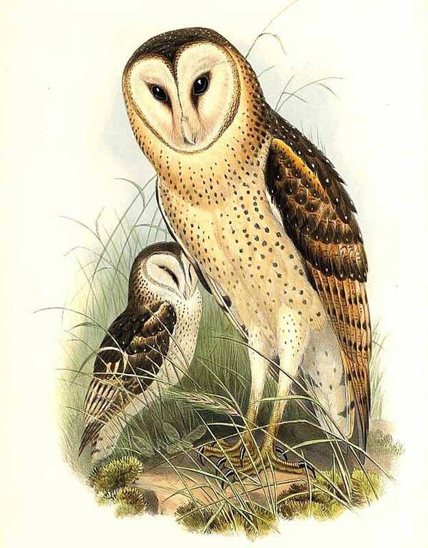 Eastern Grass Owl