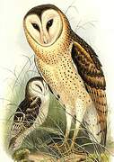 Eastern Grass Owl