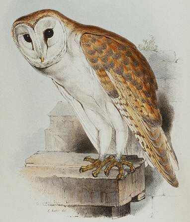 Western Barn Owl