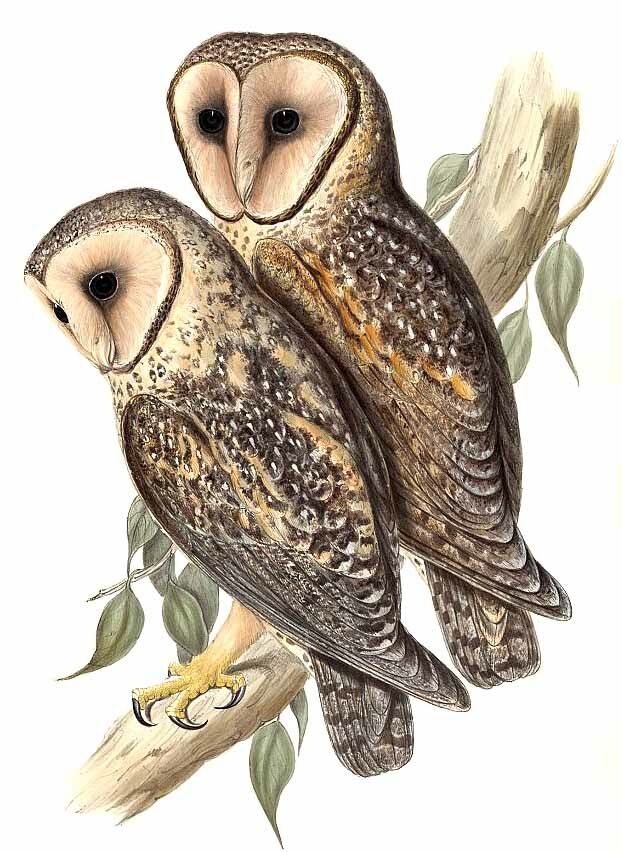 Australian Masked Owl