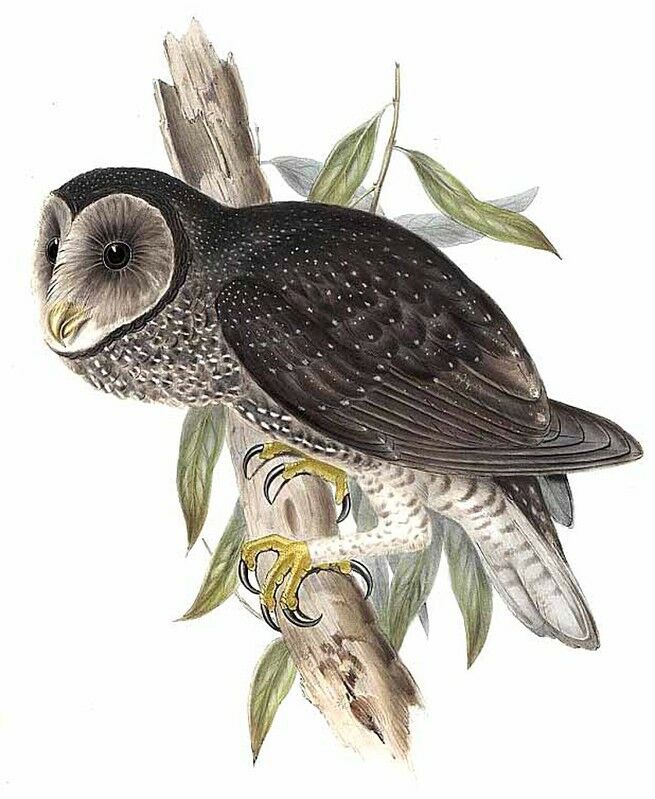 Greater Sooty Owl