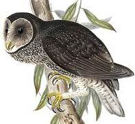 Greater Sooty Owl