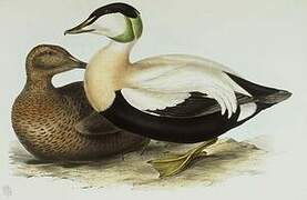 Eider à duvet