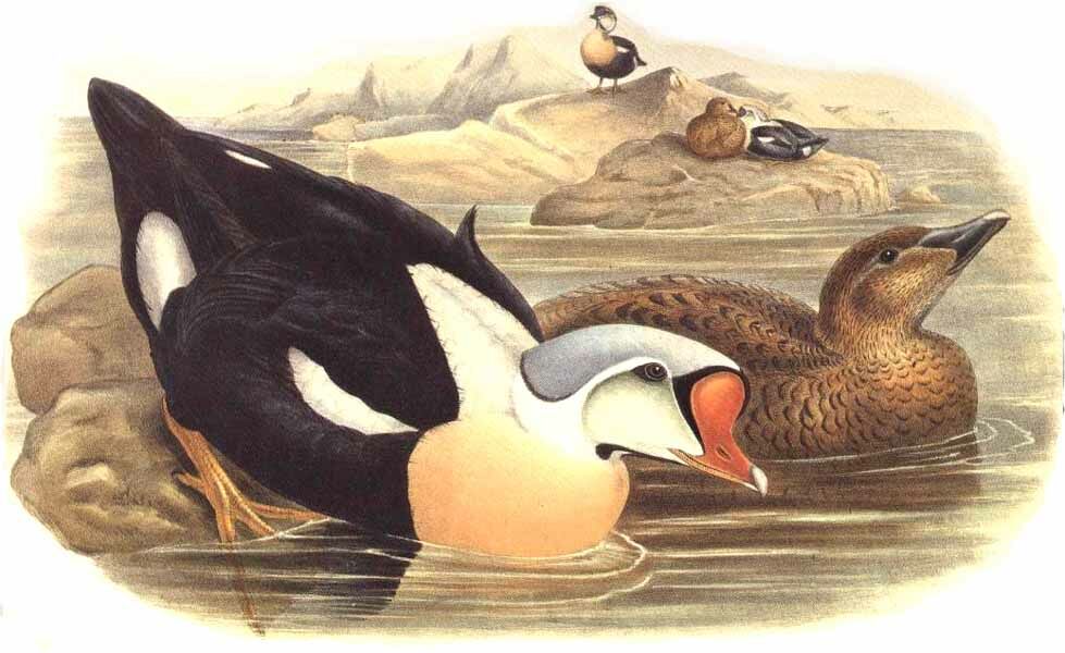 King Eider