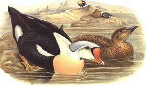 King Eider