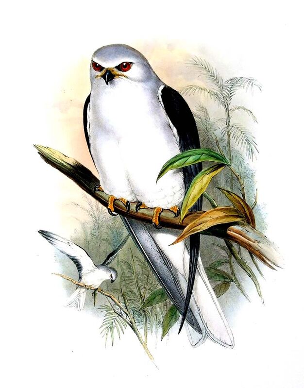 Black-winged Kite, identification
