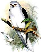 Black-winged Kite