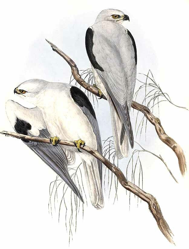 Black-shouldered Kite