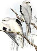 Black-shouldered Kite