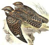 Spotted Nightjar