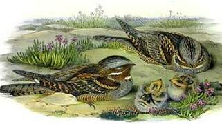 European Nightjar