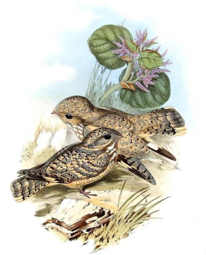 Sykes's Nightjar