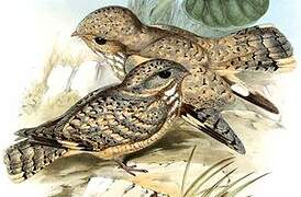 Sykes's Nightjar