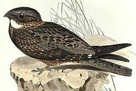 White-throated Nightjar