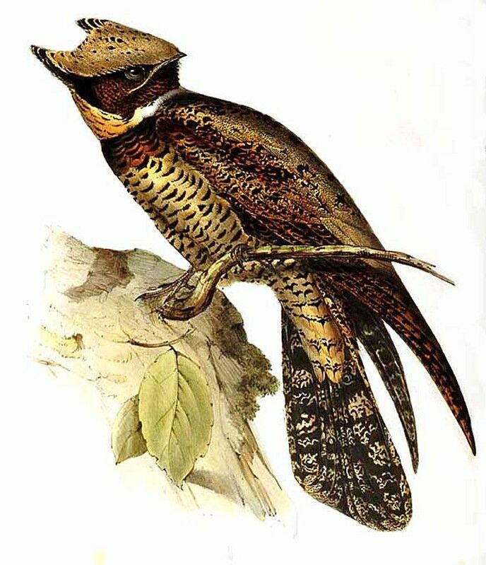 Great Eared Nightjar