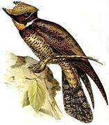 Great Eared Nightjar