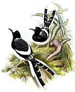 Spotted Forktail