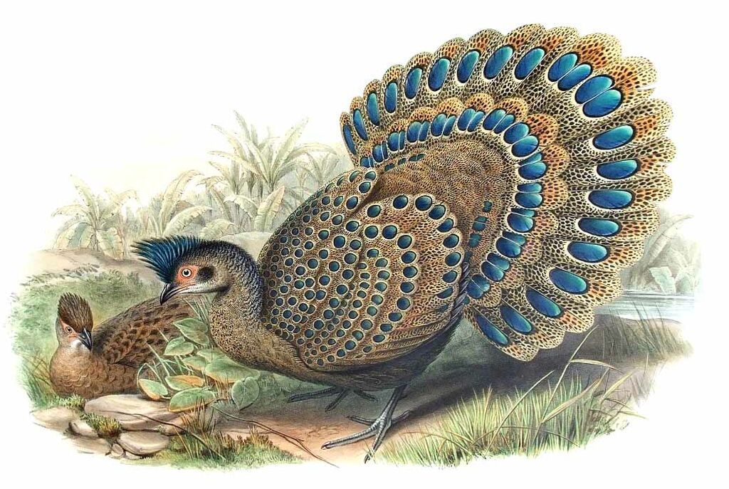 Malayan Peacock-Pheasant