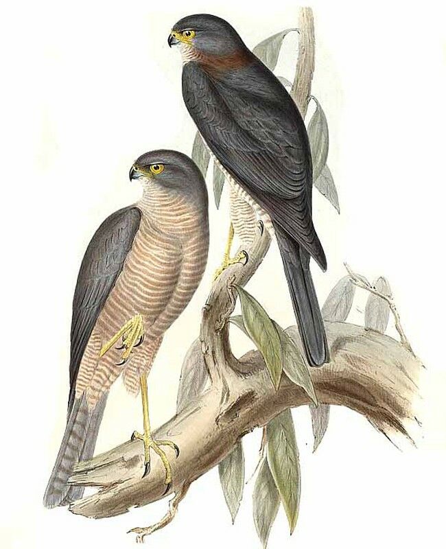 Collared Sparrowhawk