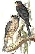 Collared Sparrowhawk