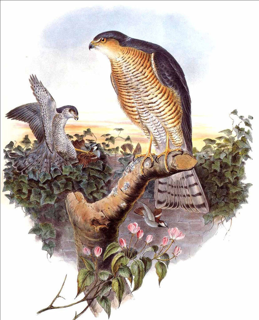 Eurasian Sparrowhawk