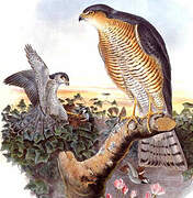 Eurasian Sparrowhawk