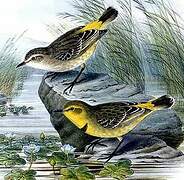 Yellow Chat