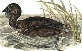 Musk Duck