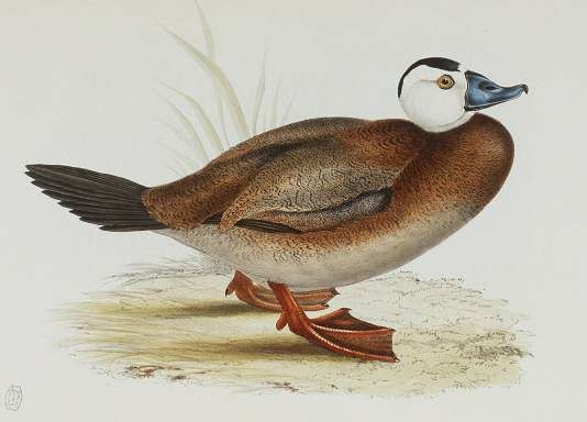 White-headed Duck