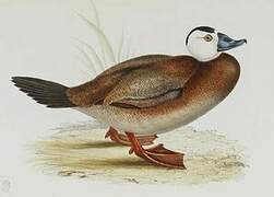 White-headed Duck