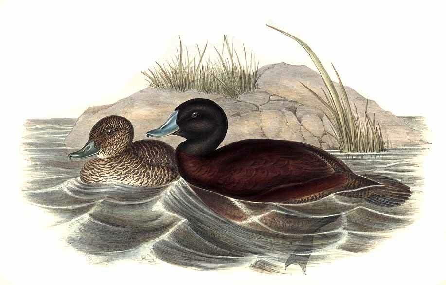 Blue-billed Duck