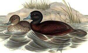 Blue-billed Duck