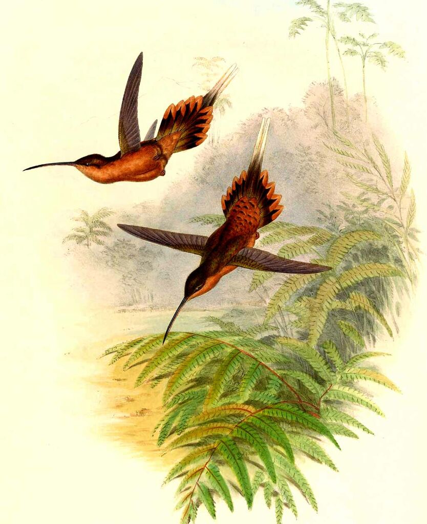 Needle-billed Hermit