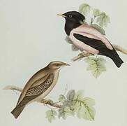 Rosy Starling