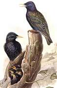 Common Starling