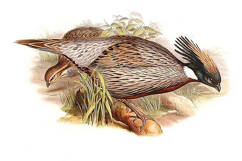 Koklass Pheasant