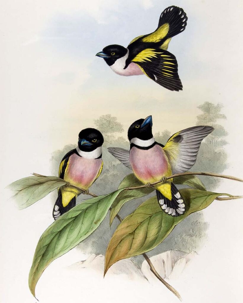 Black-and-yellow Broadbill