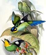 Long-tailed Broadbill