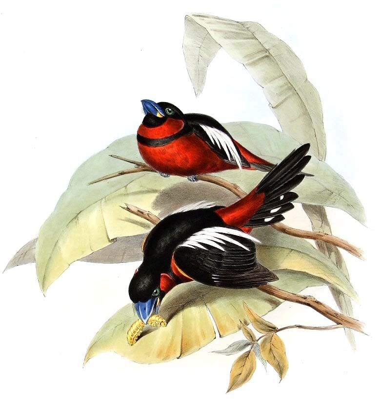 Black-and-red Broadbill