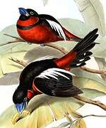 Black-and-red Broadbill