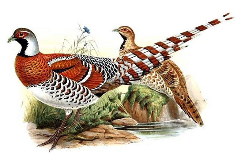 Elliot's Pheasant