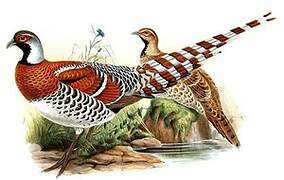 Elliot's Pheasant